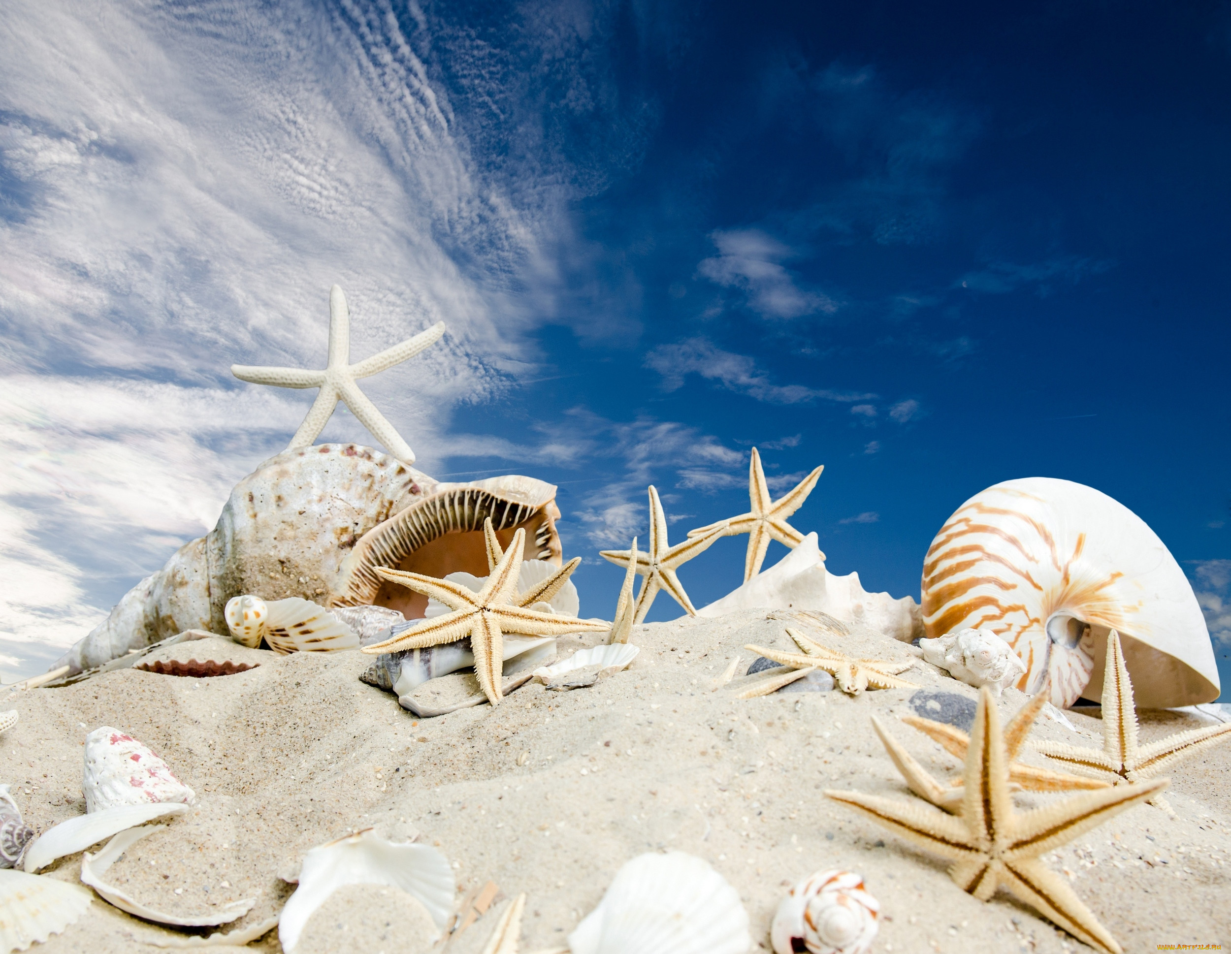 , ,  ,    spa-, sky, sand, summer, sunshine, seashells, sea, beach, starfishes, , , , , 